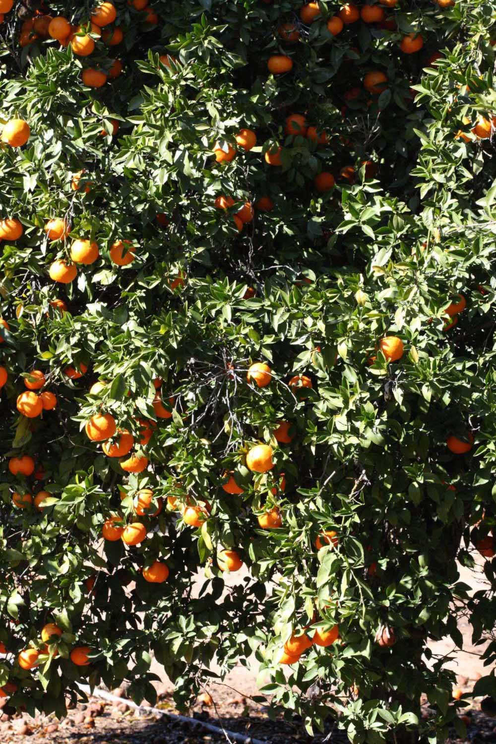              Habit (Laranja Cravo, Riverside, CA)       